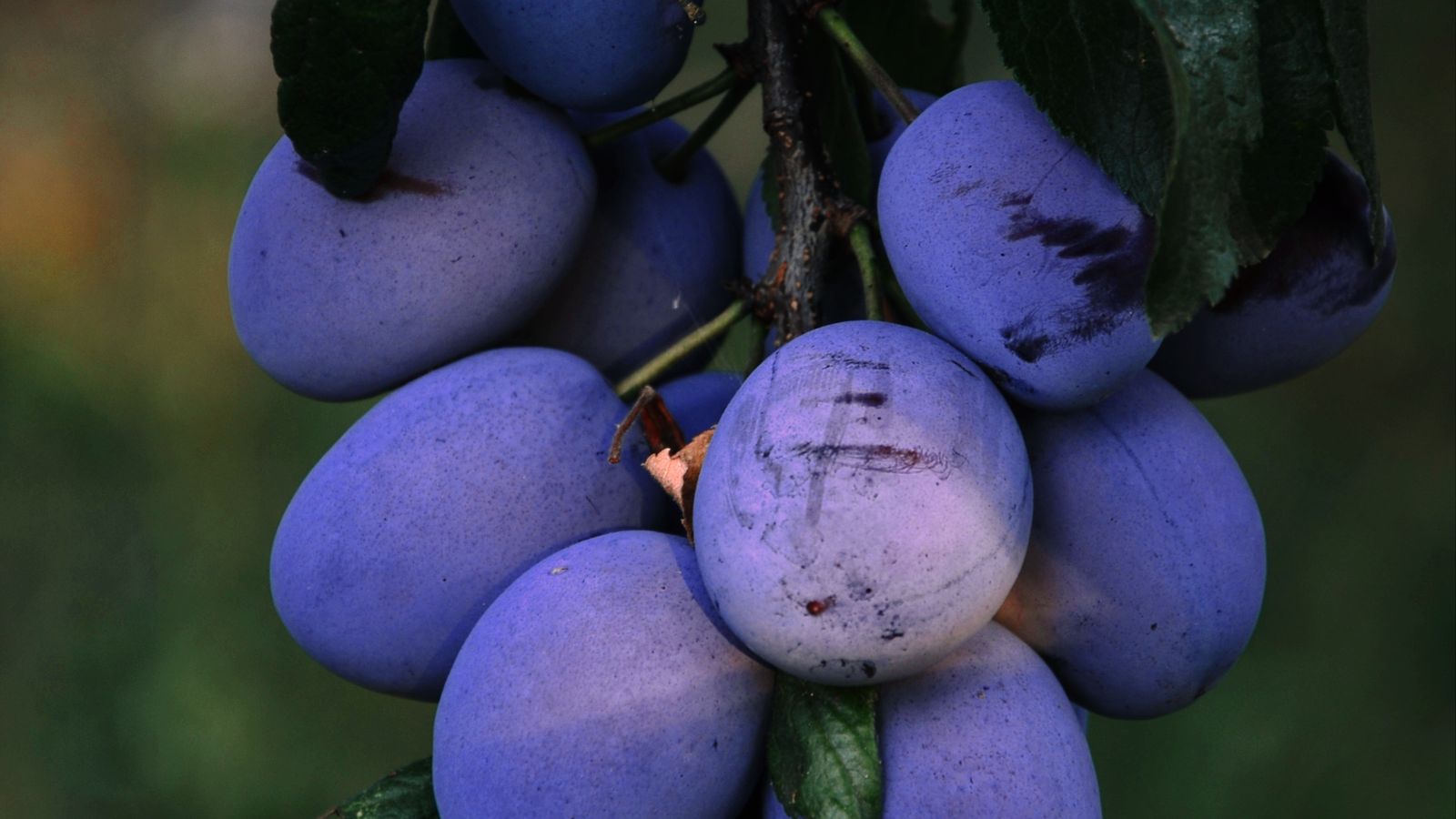 Ciruelas D'Agen en el árbol antes de la cosecha para deshidratado en Chile