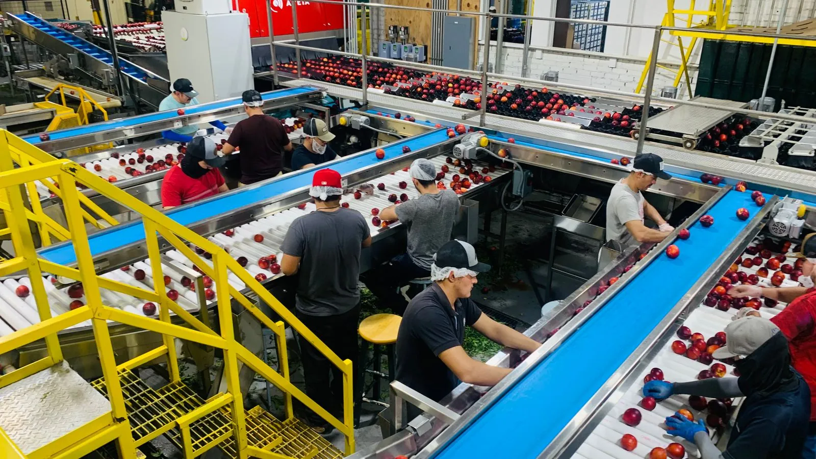 Operarios seleccionando fruta de carozo sobre las cintas de una planta de embalaje
